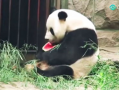 娱乐圈吃瓜熊猫胖胖,熊猫胖胖的吃瓜日常